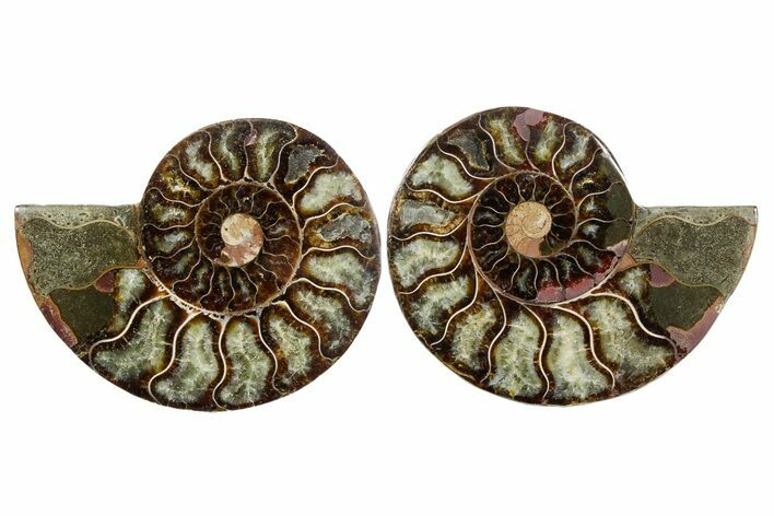 Cut & Polished Crystal-Filled Ammonite Fossil - Madagascar #354118